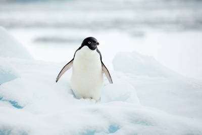 Adélie Penguin