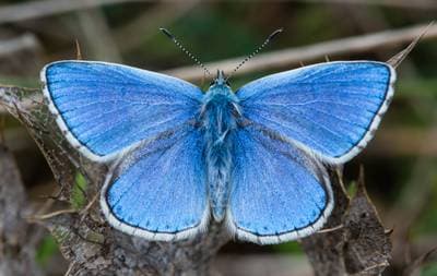 Adonis Blue