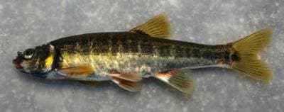 Adour Minnow