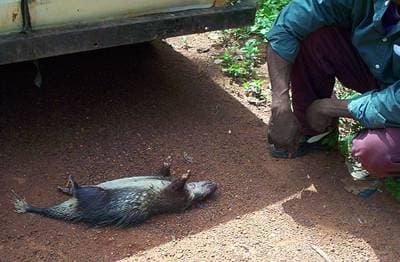 African Brush-tailed Porcupine