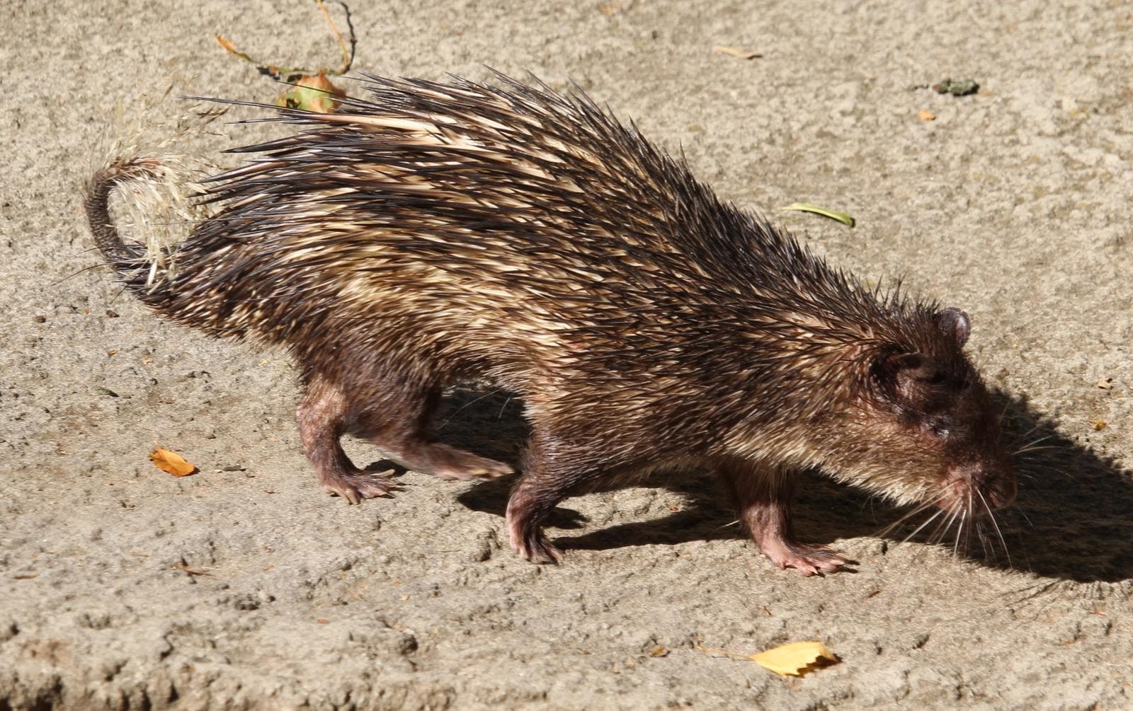 African Brush-tailed Porcupine — 3/3