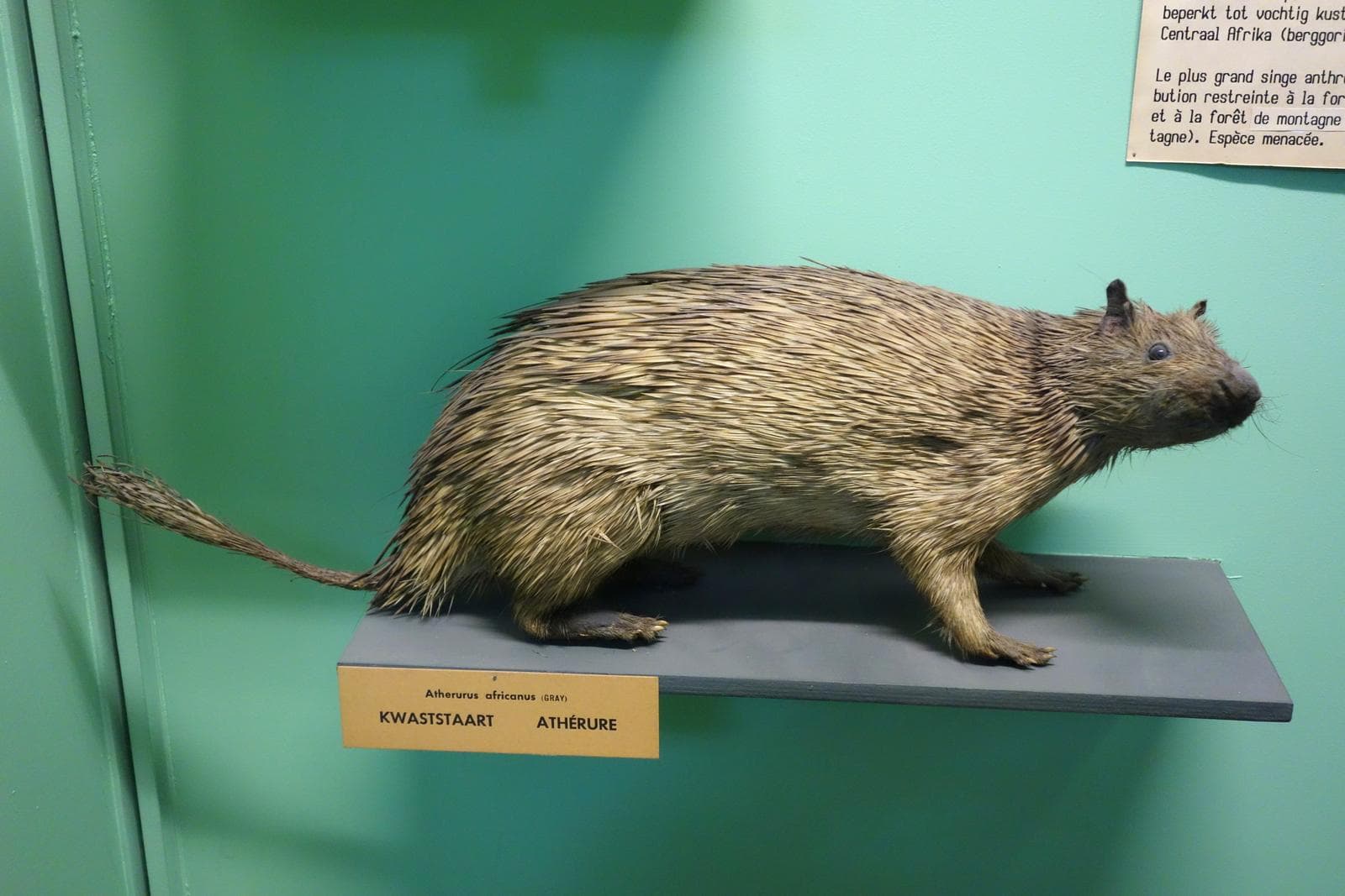 African Brush-tailed Porcupine — 2/3