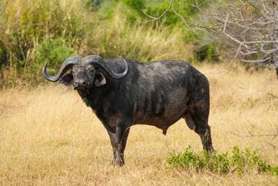 Cape Buffalo