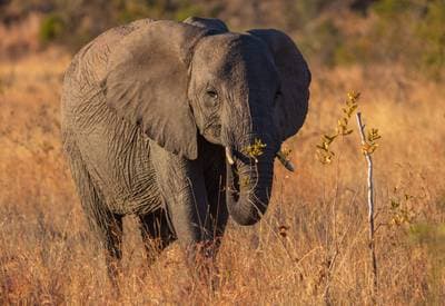 African Elephant