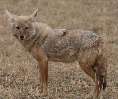African Golden Wolf