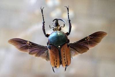 Giant African Flower Beetle