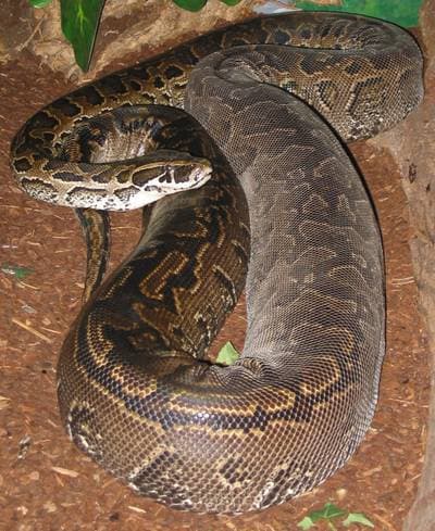 African Rock Python