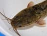 African Catfish