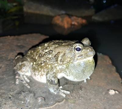 African Common Toad