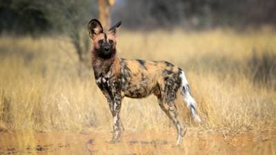 African Wild Dog