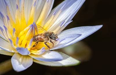 African Honey Bee