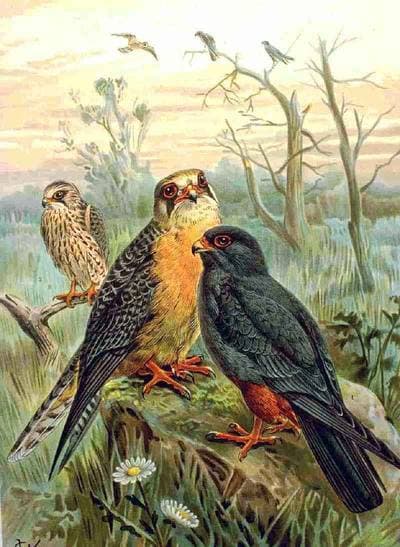 Red-footed Falcon