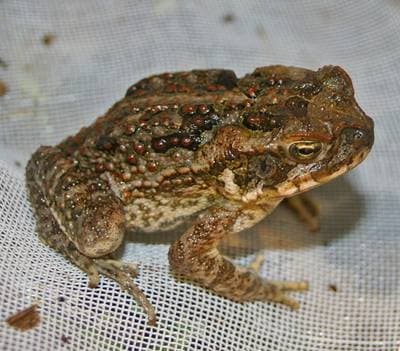 Cane Toad