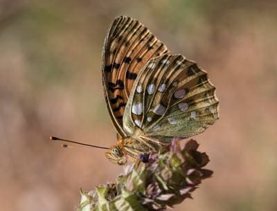 Dark Green Fritillary