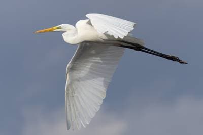 Great Egret