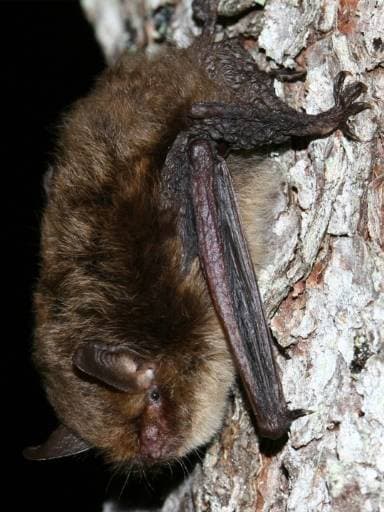 Alcathoe Bat