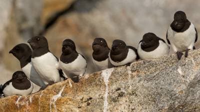 Little Auk