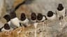 Little Auk