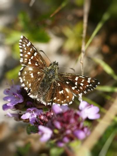 Grizzled Skipper