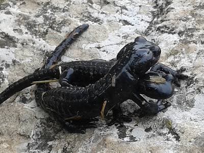 Alpine Salamander