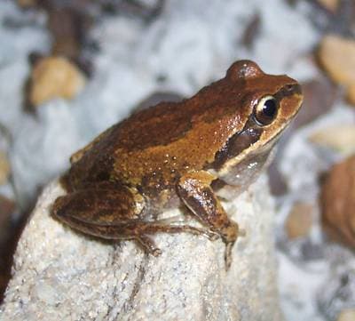 Alpine Tree Frog