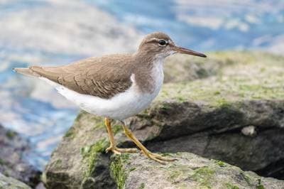 Spotted Sandpiper