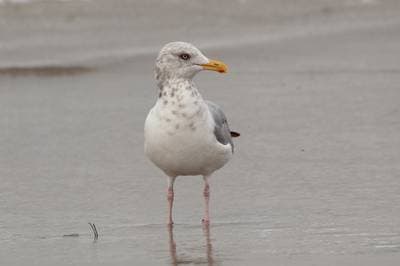 American Herring Gull