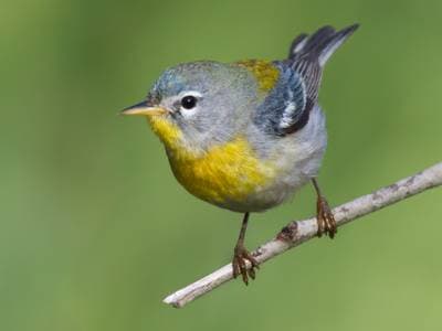 American Parula