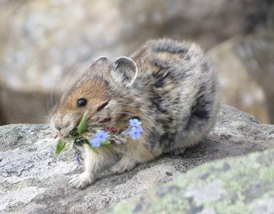 American Pika