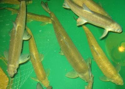Lake Whitefish