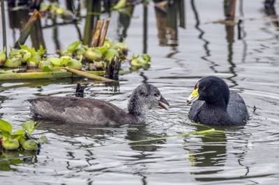 American Coot