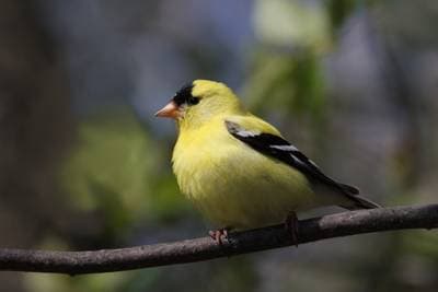 American Goldfinch