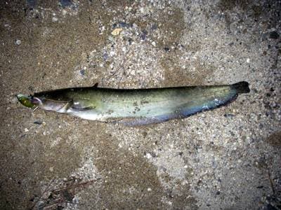 Amur Catfish