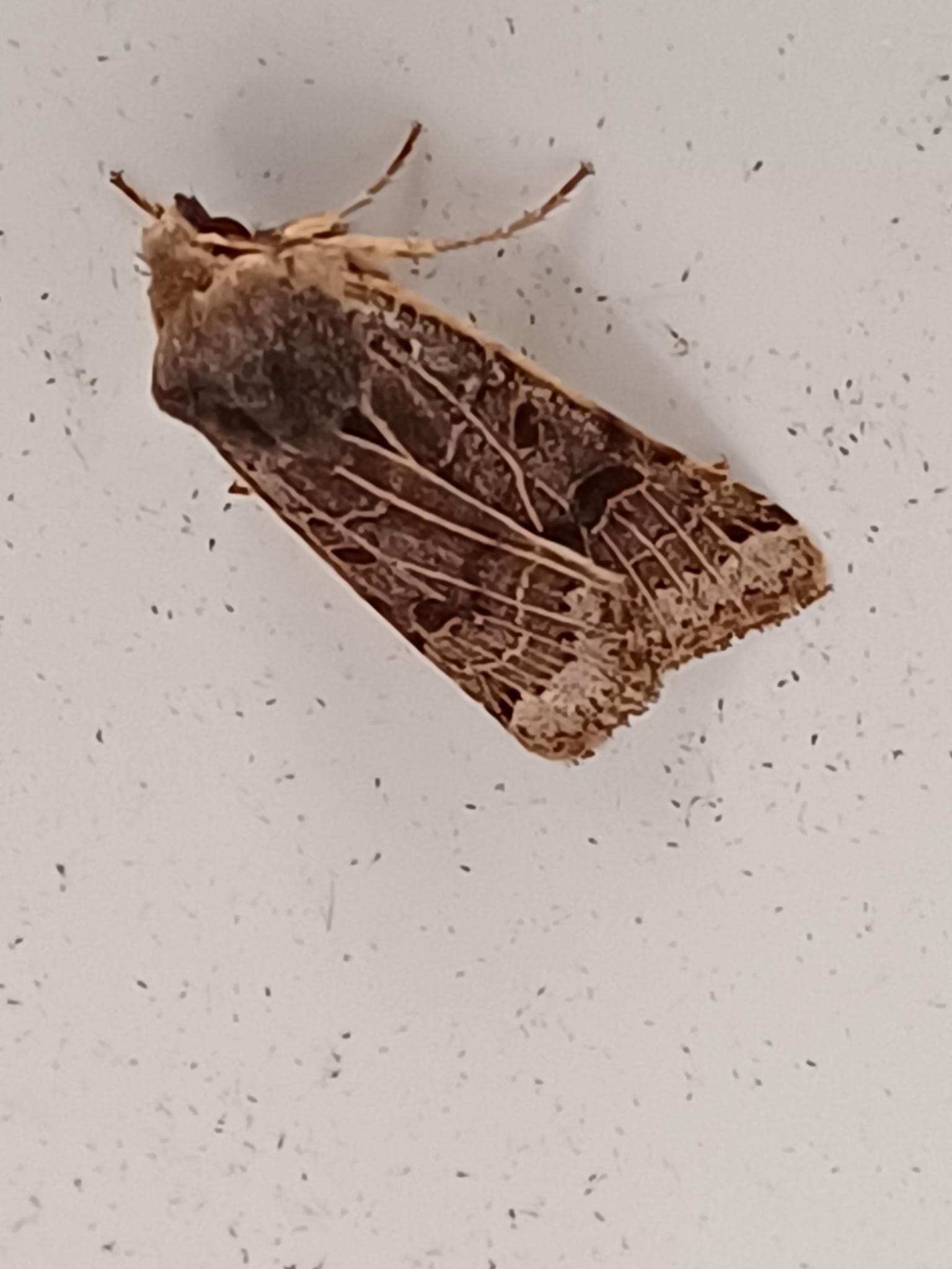 Lunar Underwing — 1/3