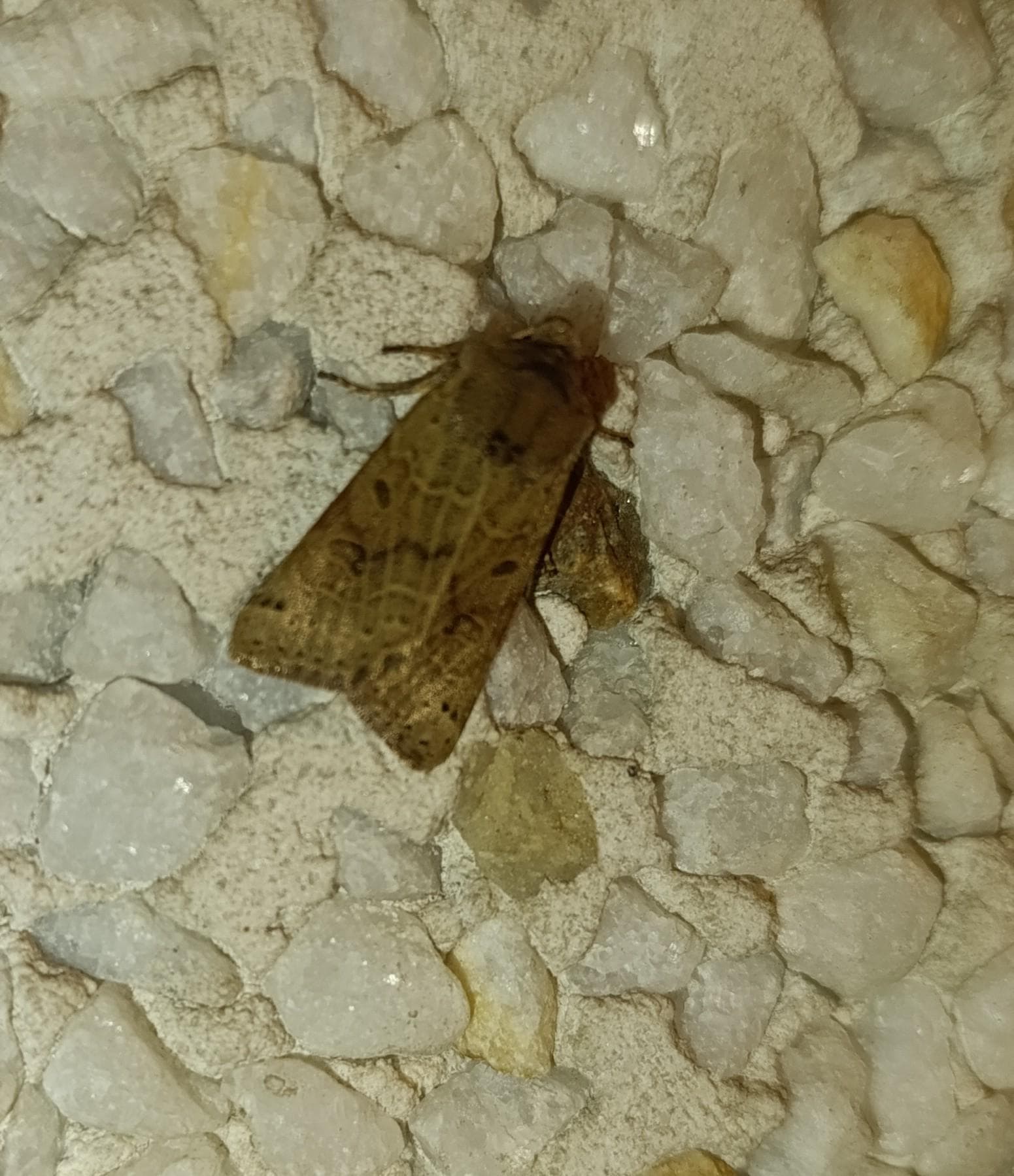 Lunar Underwing — 2/3