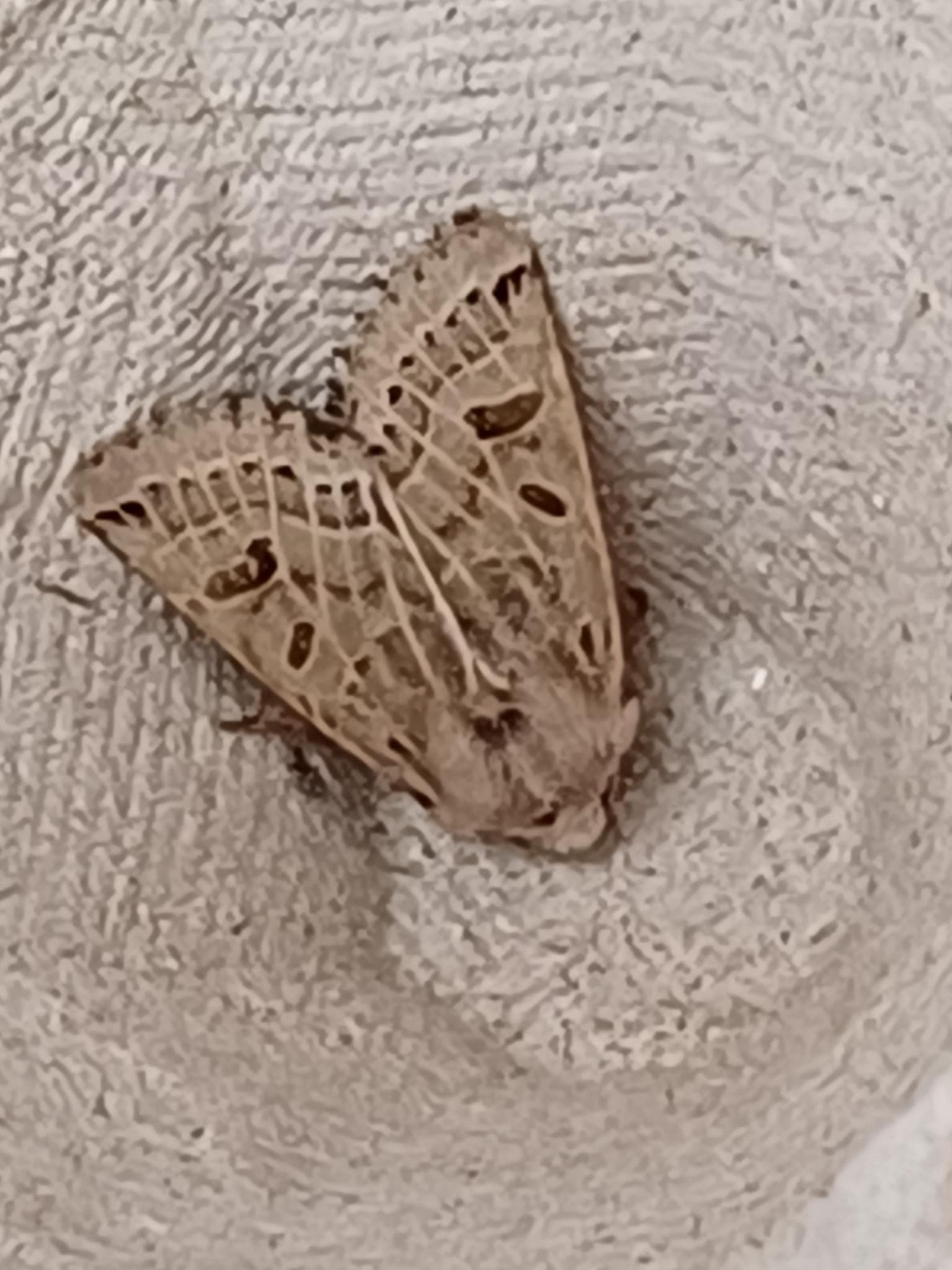 Lunar Underwing — 3/3