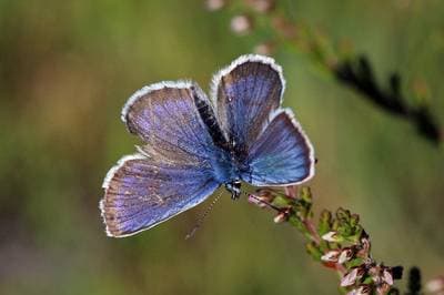 Silver-studded Blue