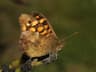 Speckled Wood