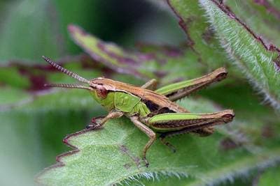 Meadow Grasshopper