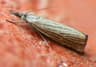 Garden Grass Veneer