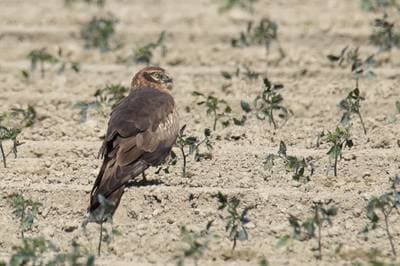 Montagu's Harrier