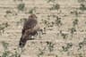 Montagu's Harrier