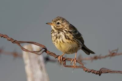 Meadow Pipit