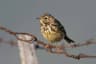 Meadow Pipit