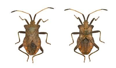 Dock Bug
