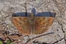 Dingy Skipper