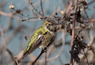 Anna's Hummingbird