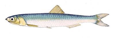 European Anchovy