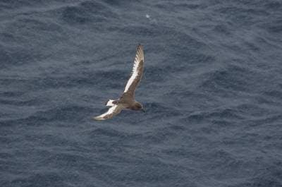 Antarctic Petrel