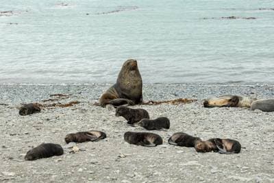 Antarctic Fur Seal